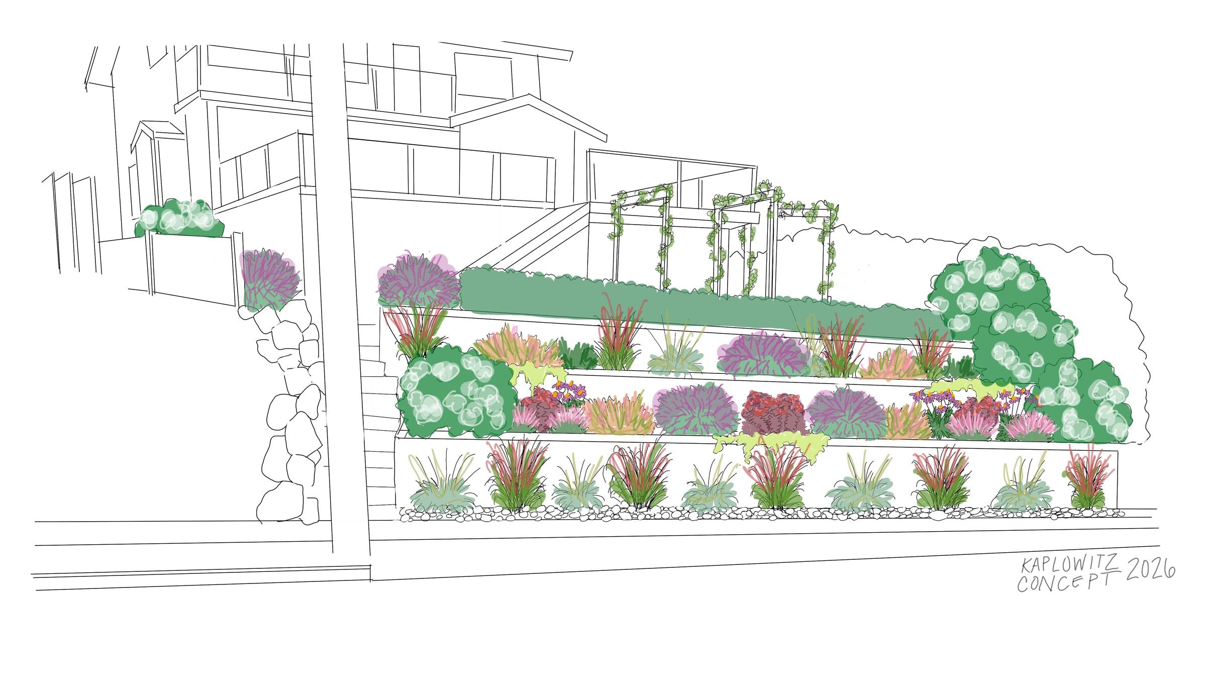 Hand-drawn color concept sketch of the Kaplowitz front yard seen from the street, with three tiers of retaining wall filled with grasses, flowering perennials, and rounded shrubs, stairs up the left side, and the house above
