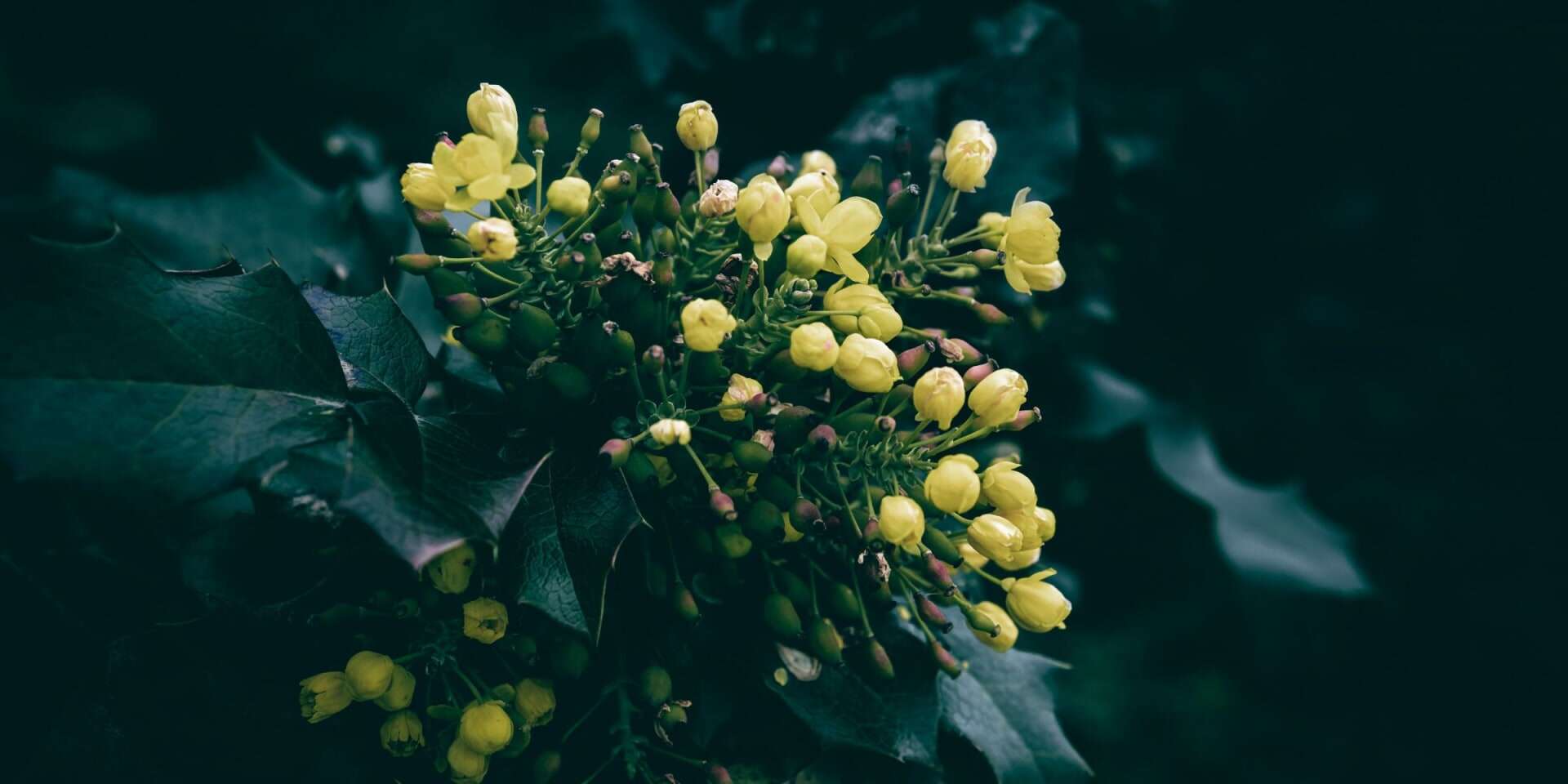 Drought-resistant native plants