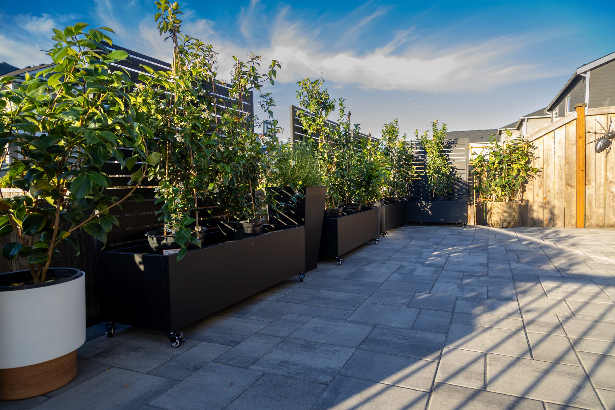 Black rolling planters with young trees and slatted privacy screens lined along the paver patio