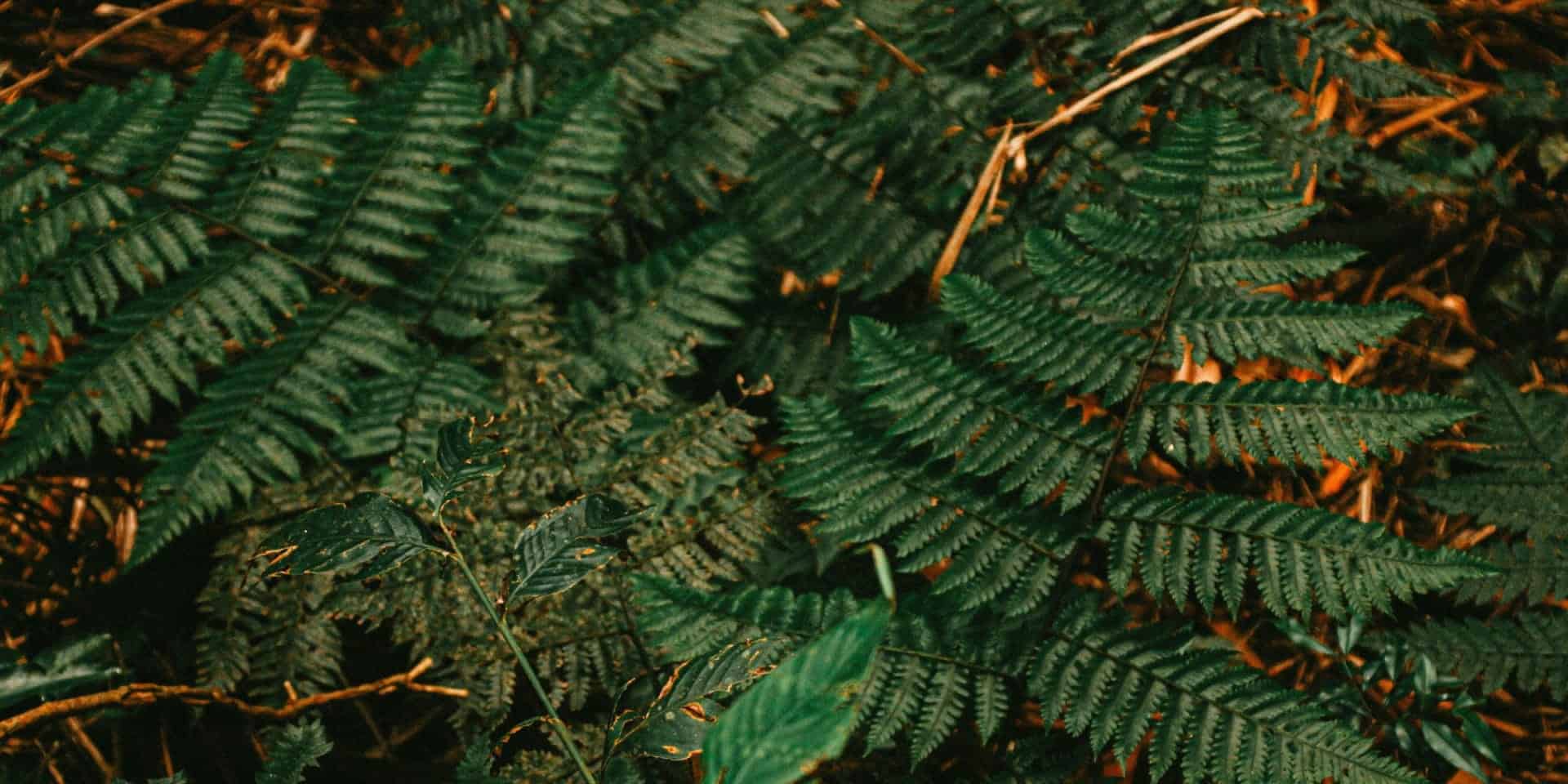 coastal wood fern