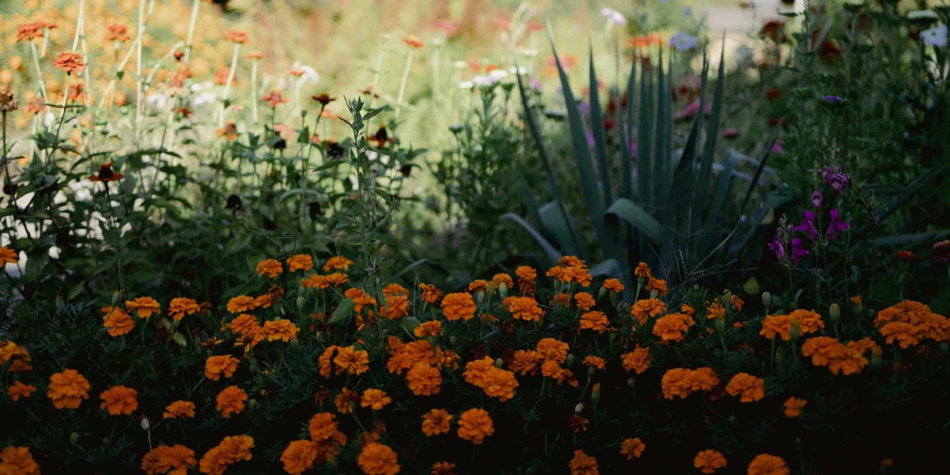 wildflowers showing drought-friendly fertilization hacks