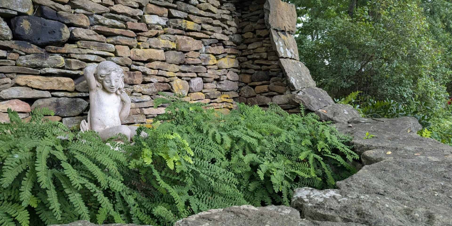 maidenhair fern