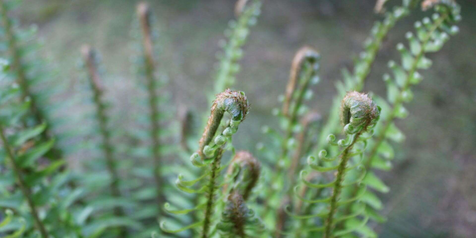 PNW sword fern is a native ferns to the PNW